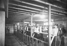 People inside an inhalation chamber in Christchurch during the influenza epidemic of 1918