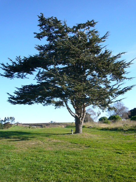 Memorial tree